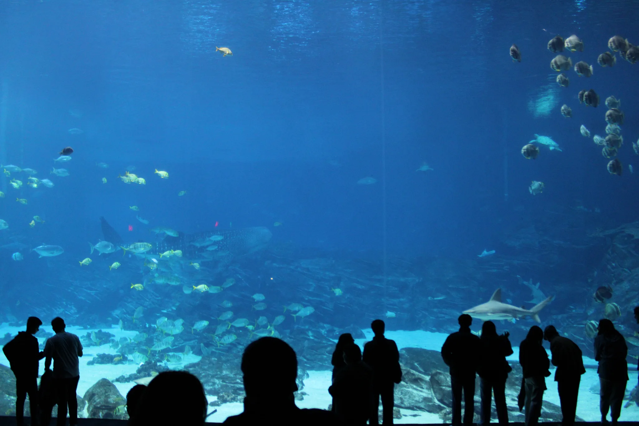 Aquarium, photo 8