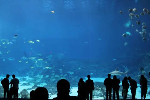 Aquarium, photo 8