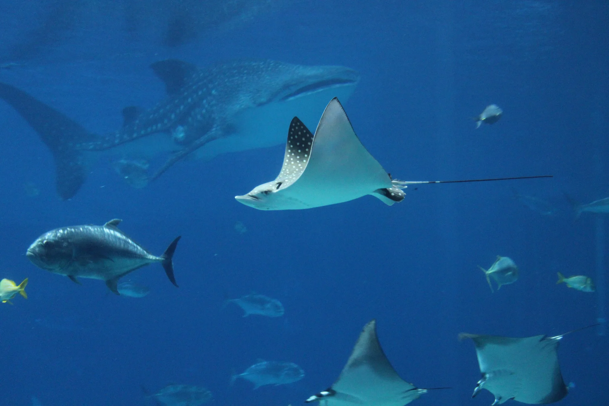 Aquarium, photo 1