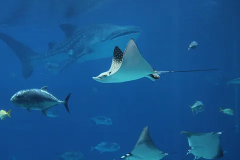 Aquarium, photo 1