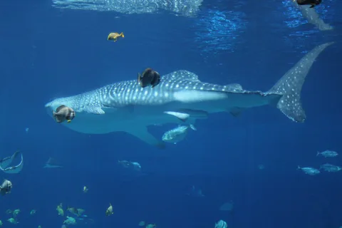 Aquarium, photo 2