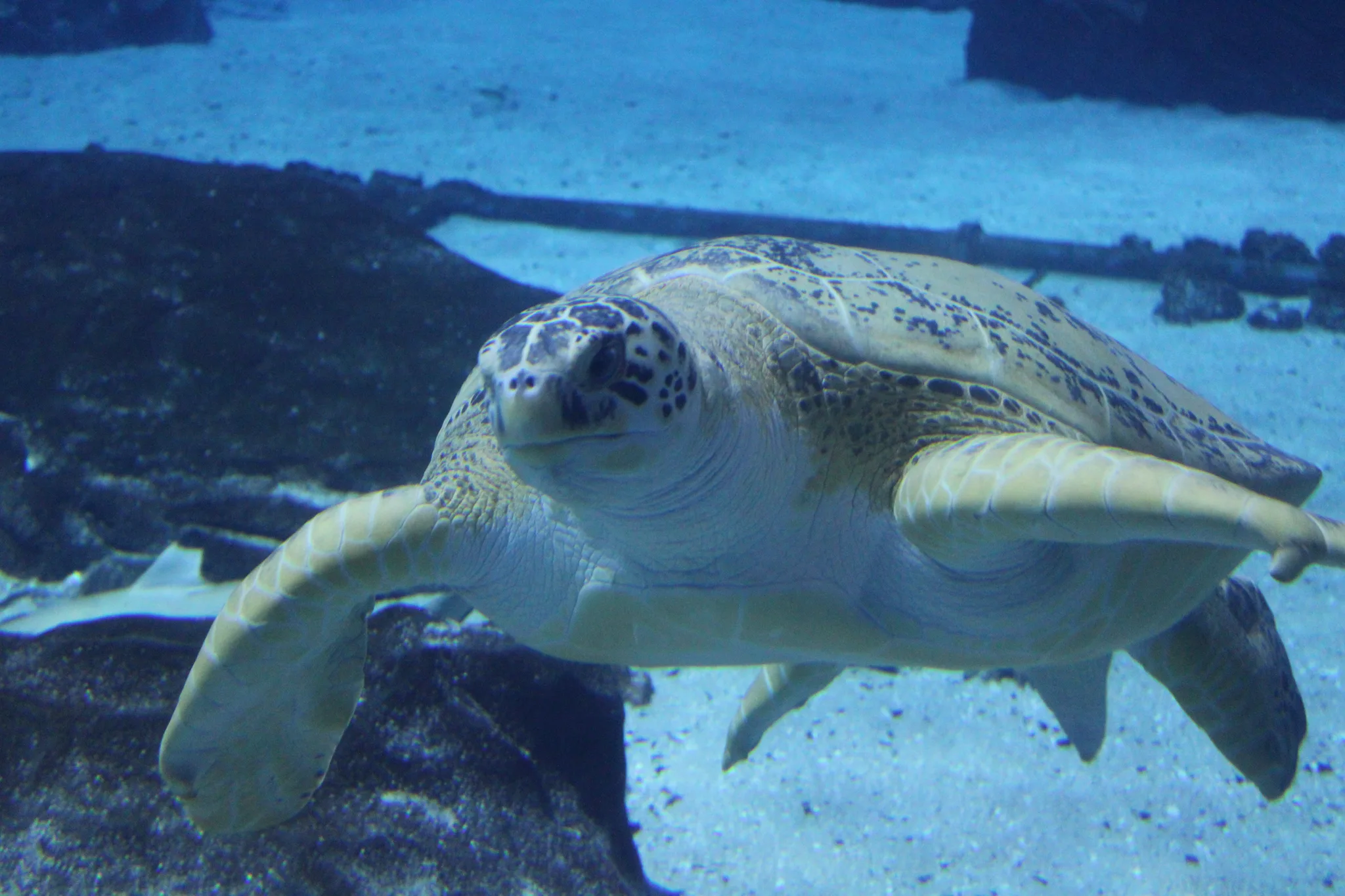 Aquarium, photo 3