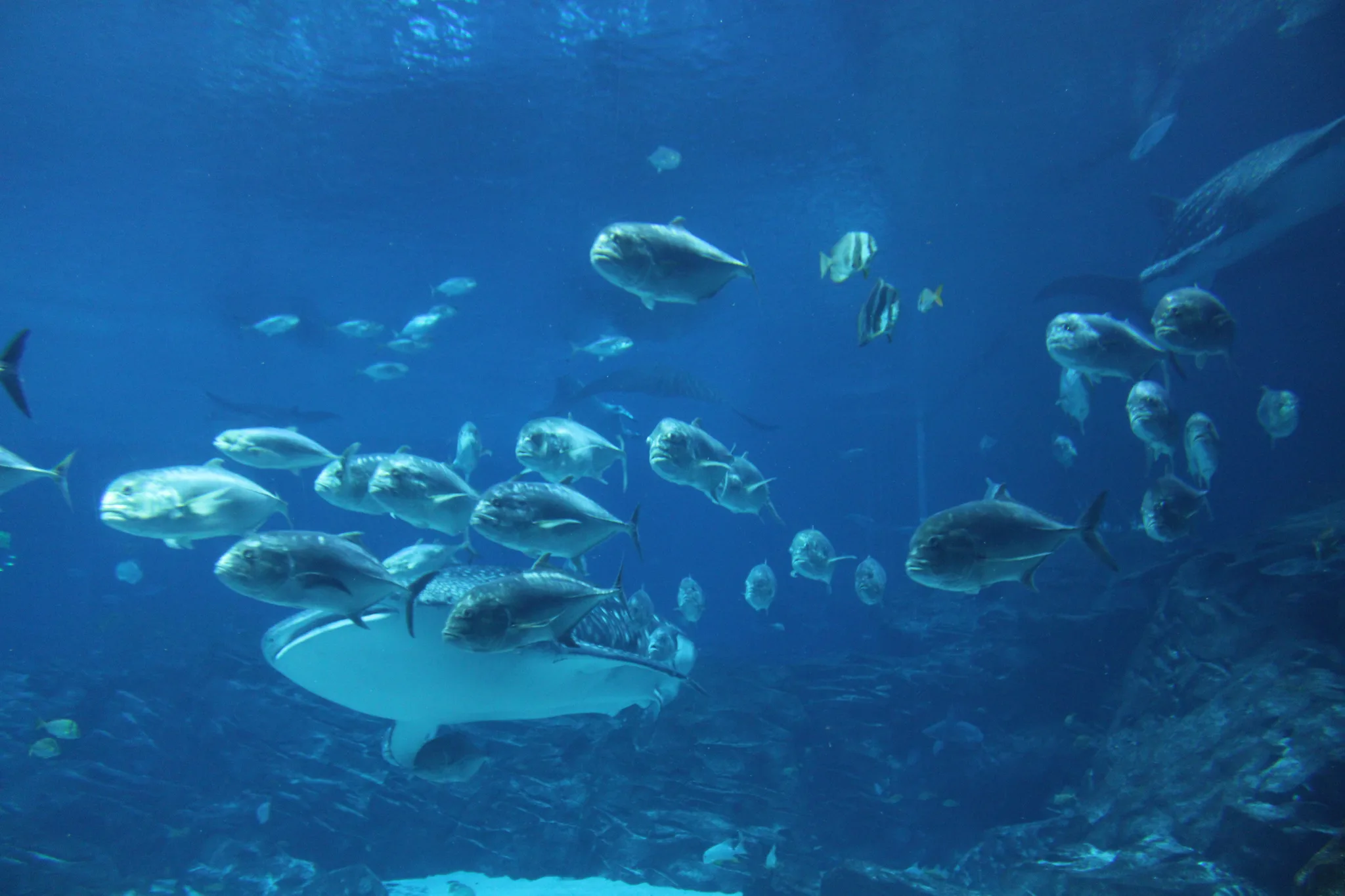 Aquarium, photo 4