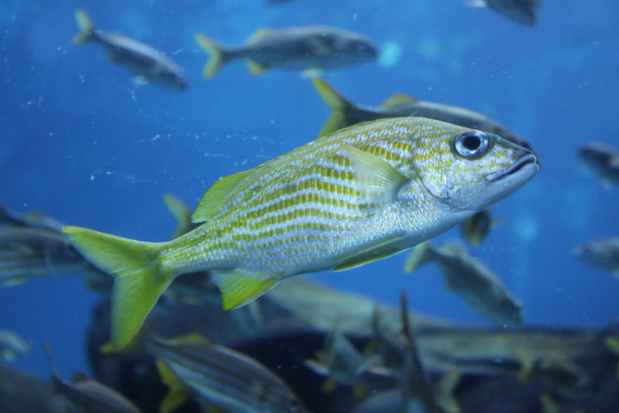 Aquarium, photo 7