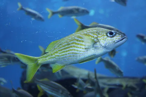 Aquarium, photo 7