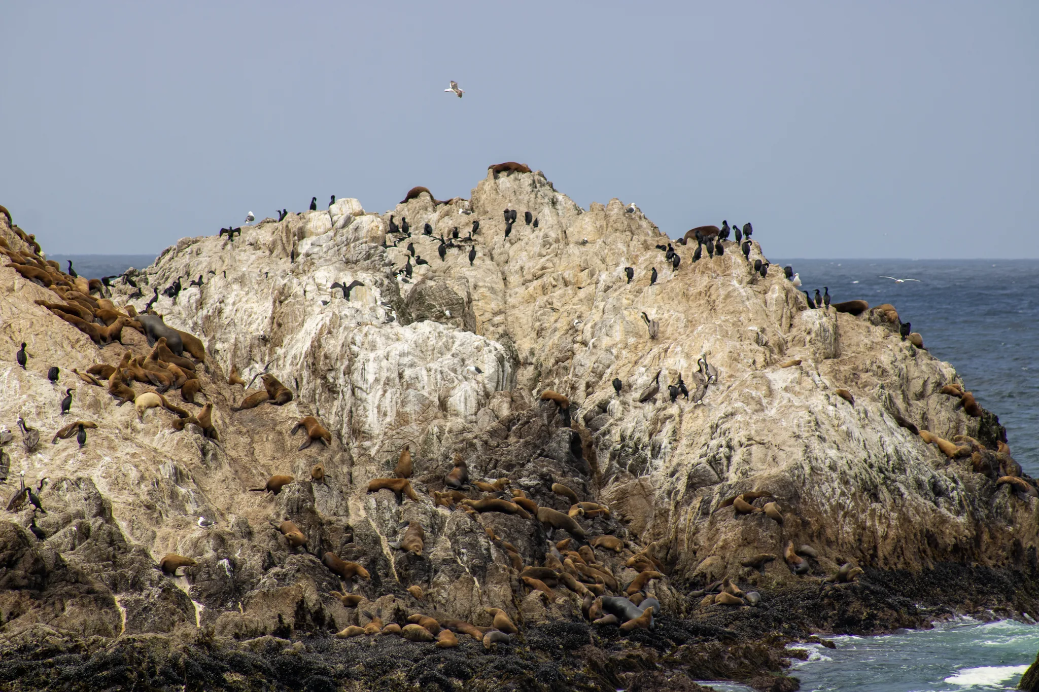 Monterey–Carmel–Big Sur, photo 10