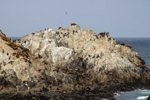 Monterey–Carmel–Big Sur, photo 10