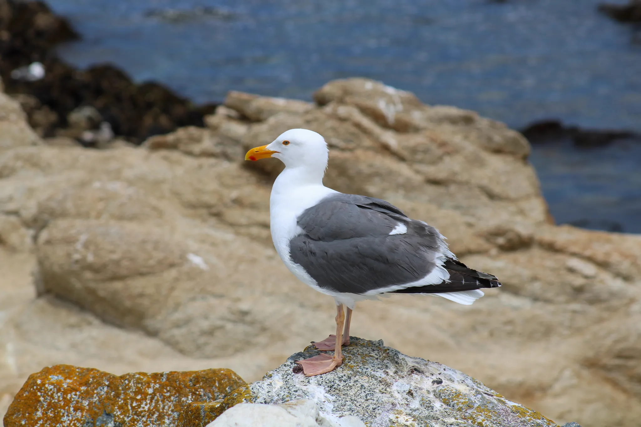 Monterey–Carmel–Big Sur, photo 13