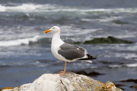 Monterey–Carmel–Big Sur, photo 14