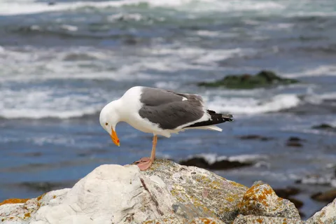 Monterey–Carmel–Big Sur, photo 15