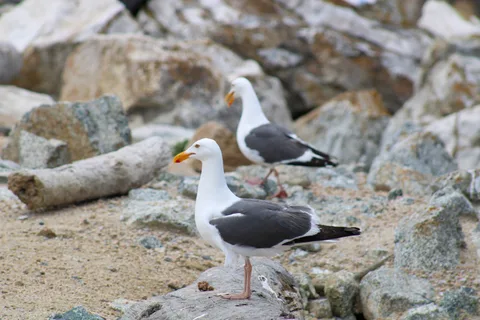 Monterey–Carmel–Big Sur, photo 16