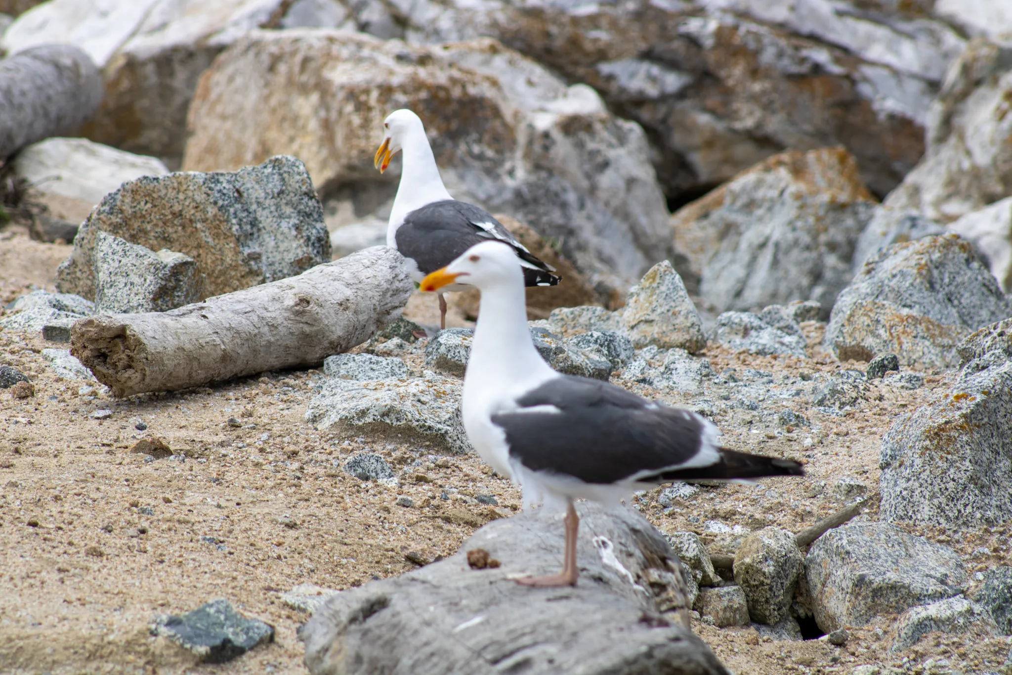 Monterey–Carmel–Big Sur, photo 17