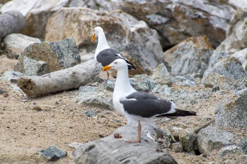 Monterey–Carmel–Big Sur, photo 17