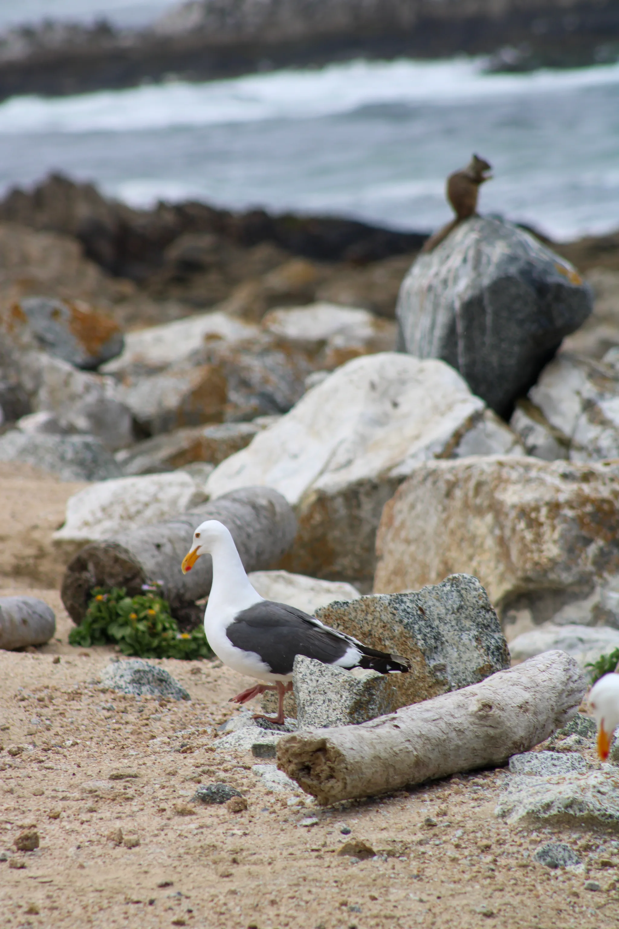 Monterey–Carmel–Big Sur, photo 18