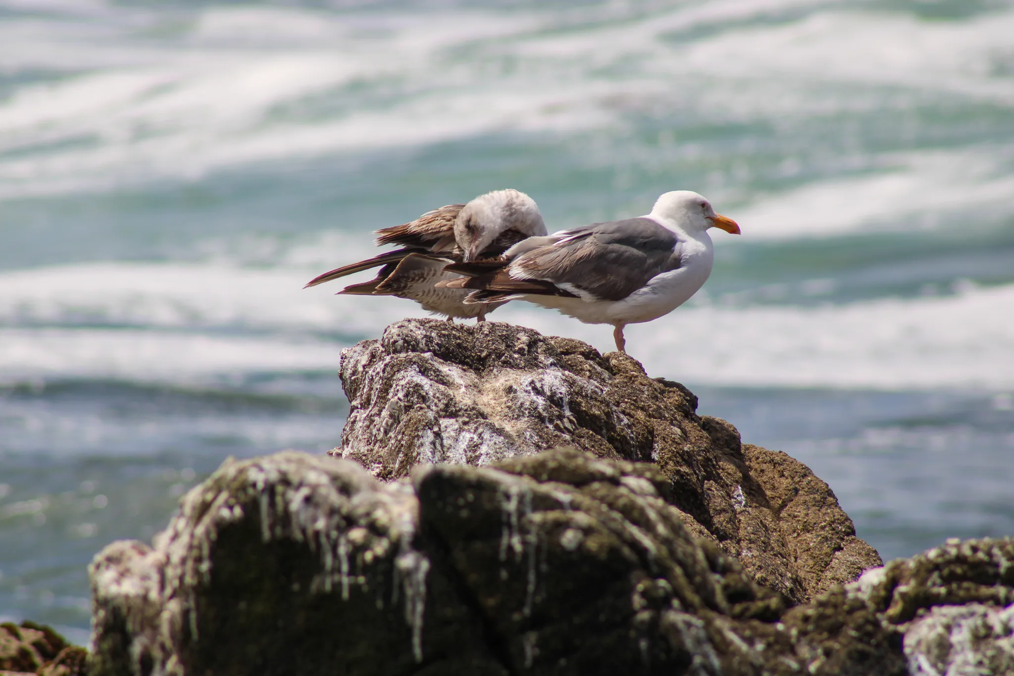 Monterey–Carmel–Big Sur, photo 19
