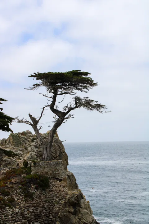 Monterey–Carmel–Big Sur, photo 21